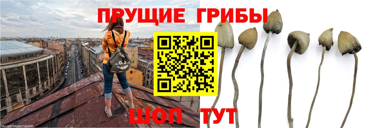 Коммунар  Галлюциногенные грибы GOLDEN TEACHER  как найти закладки  Вход с VPN  Псилоцибиновые грибы мицелий 